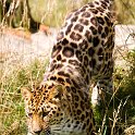 slides/IMG_3939.jpg wildlife, feline, big cat, cat, predator, fur, spot, amur, siberian, leopard WBCW5 - Amur Leopard
